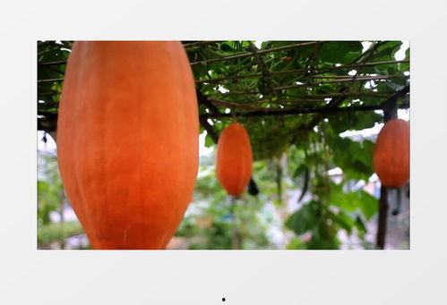 吃瓜唯美视频素材下载免费,唯美视频素材免费下载，尽享视觉盛宴  第2张